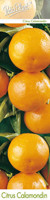 Цитрус каламондин (Citris mitis calamondin)